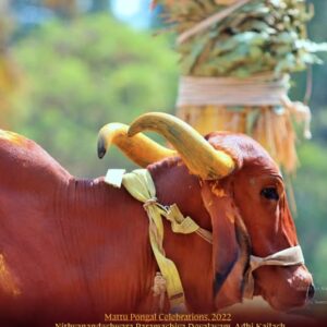 Maattu Pongal Seva, Gau Puja, Gau Seva