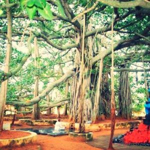 Sahasranama Archana to Kalpavruksha